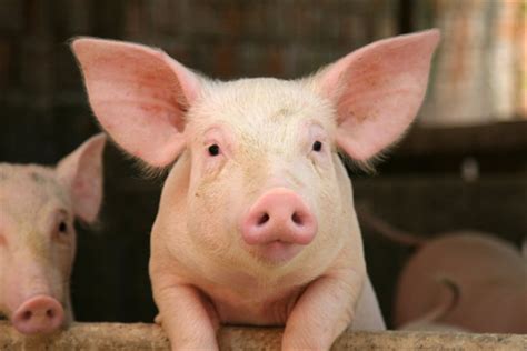 辽宁锦州首家国家级生猪养殖示范区建成 - 养猪新闻 - 中国养猪网-中国养猪行业门户网站