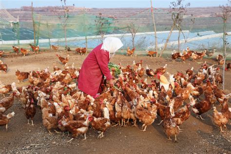 农村养鸡人害怕的新城疫，如何诊断，怎样进行有效预防和治疗？_症状