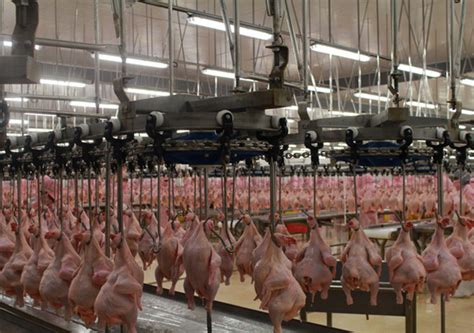 11月份肉鸡市场半月疫情汇总_青岛润达生物-兽药研发批发厂家,饲料添加剂,动物保健品,噬菌体,无抗减抗