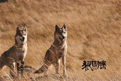 电影《狼图腾》热映 现实中狼究竟能否被驯服？- 中国日报网