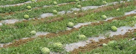 2022种植西瓜怎么样-致富经-中国花木网