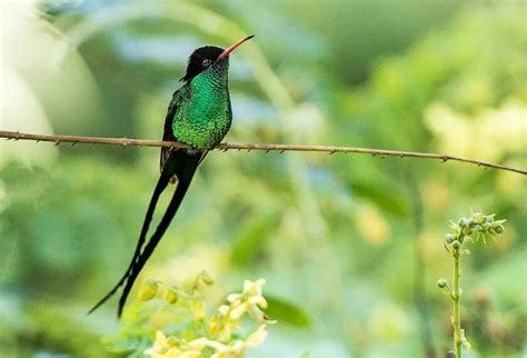 牙买加“国鸟”被吴青峰写进歌里了！__凤凰网