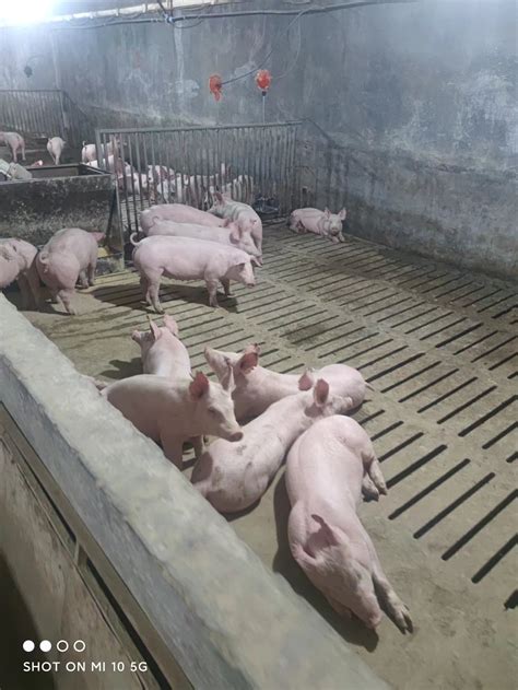 智慧养猪案例：福建智慧猪场项目XINNIUYUN 爱农云联- 致力于高效、安全的食品生产