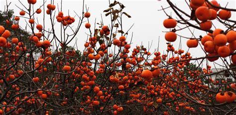 树上结满红色的柿子,花卉,植物花草,摄影素材,汇图网www.huitu.com