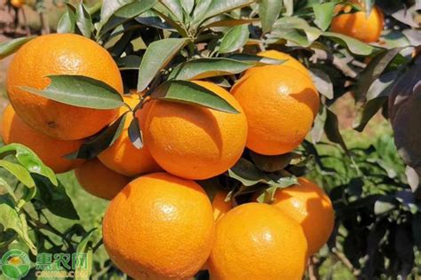 褚橙价格多少钱一斤 褚橙的种植前景怎么样 - 品牌之家