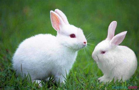 介绍小白兔的作文400字_介绍小白兔的作文 - 随意云
