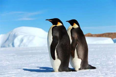 毛茸茸的企鹅是什么种类-百度经验