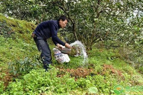 [科技日报] 研究发现添加生物炭有助于土壤消毒后微生物群落的恢复-中国农业科学院植物保护研究所