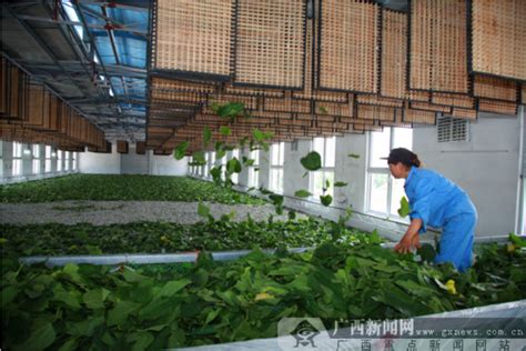 河南省蚕科院专家组莅临鲁山指导春季蚕业生产|蚕业|鲁山|蚕_新浪新闻