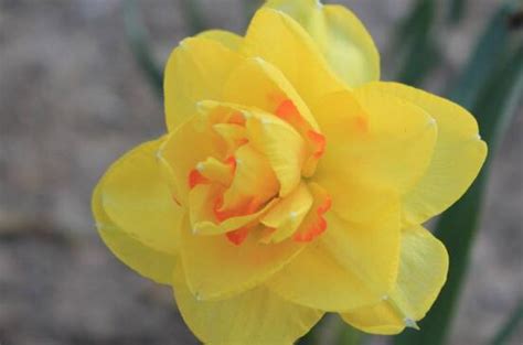 世界上花语最黑暗的花 罂粟花语为死亡之恋-美丽花