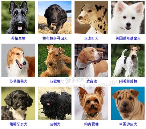 狗品种图片