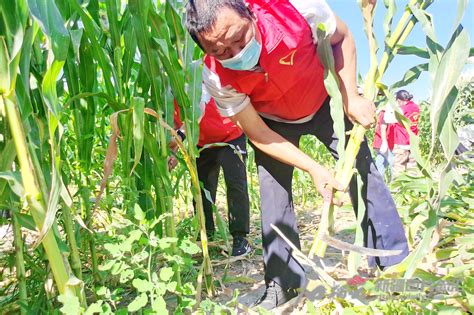 哈密市伊州区：工作队和村干部三天时间帮农民收了4.8吨玉米25吨辣椒 -天山网 - 新疆新闻门户