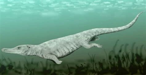 鲸鱼没有手，为什么长着人手一样的骨骼？这得从鲸鱼的进化史说起__财经头条