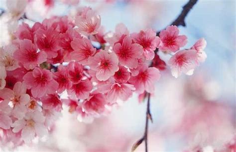 樱花是什么颜色（樱花有几种颜色 ） – 碳资讯