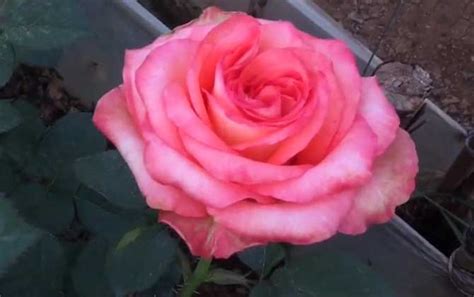 阳台盆栽玫瑰花苗火热巧克力灌木月季大苗丰花多季节重复开花植物-阿里巴巴