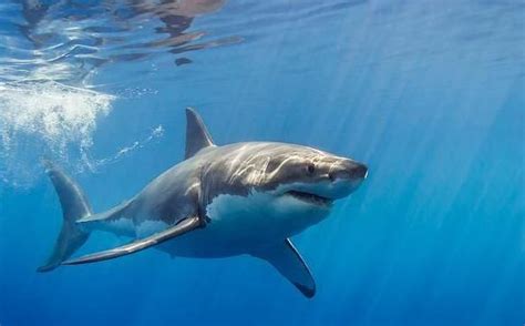 大白鲨也会咧嘴笑----中科院南海海洋所