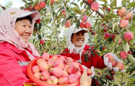 山东东营：苹果红 喜丰收-人民图片网
