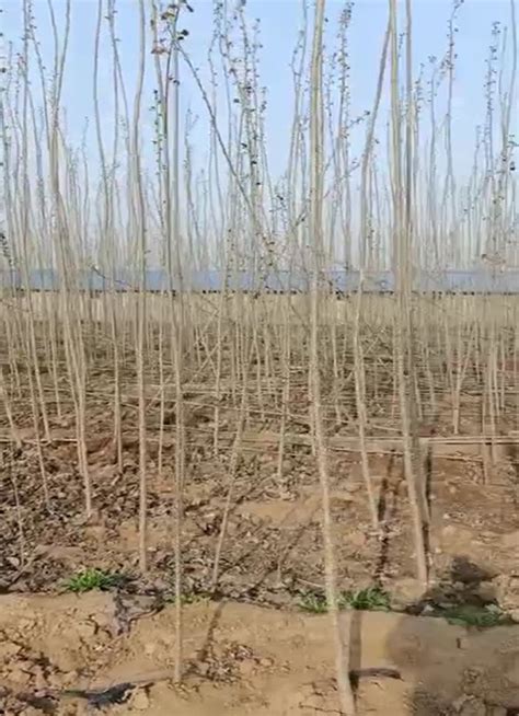 杏树苗怎么种?杏树苗的栽培方法-种植技术-中国花木网