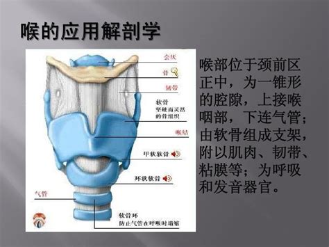 喉部解剖图图片
