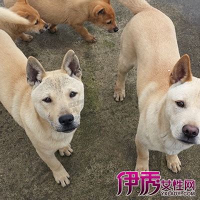 怎么鉴定柴犬和土狗幼犬，幼犬怎么辨别是不是土狗？ - 柴豆豆柴犬