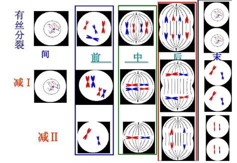 减数分裂过程图图片