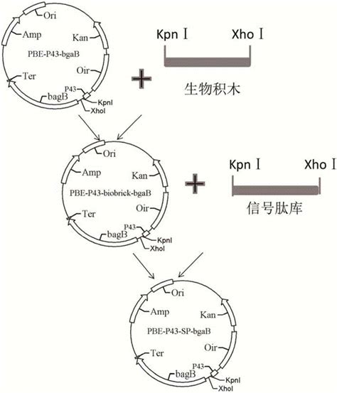 信号肽与新生肽链的运输和加工（二） - 知乎