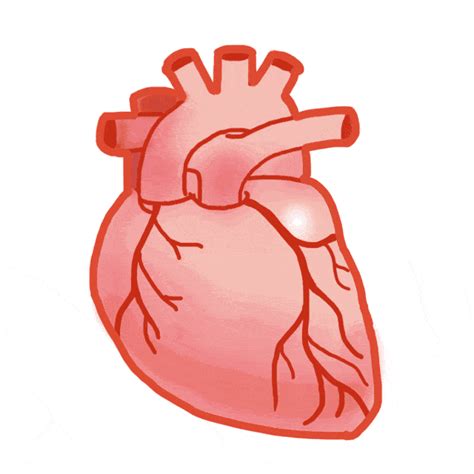分析心率过快的原因 教你如何养护心脏_伊秀健康|yxlady.com