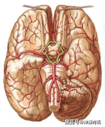 【一看就会】神经介入基础：40张大脑前、中、后动脉的分段图解