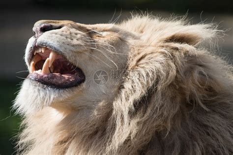 露出獠牙的雄狮高清图片下载-正版图片307591788-摄图网