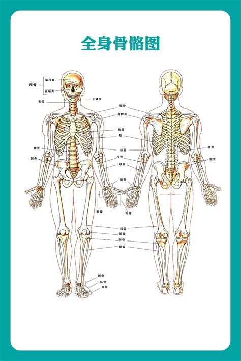 人体骨架 骨骼图 大号挂图 医学挂图 人体骨架解剖图谱 防水-阿里巴巴