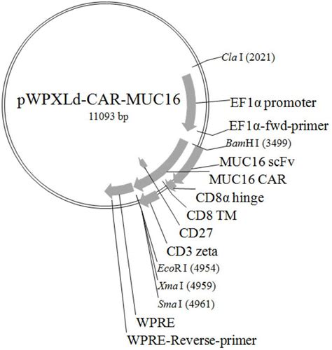 MUC16 (IHC125) Mouse mAb | Cell Signaling Technology