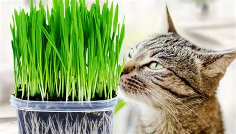 【你见过猫吃草吗摄影图片】室内生态摄影_红叶_太平洋电脑网摄影部落