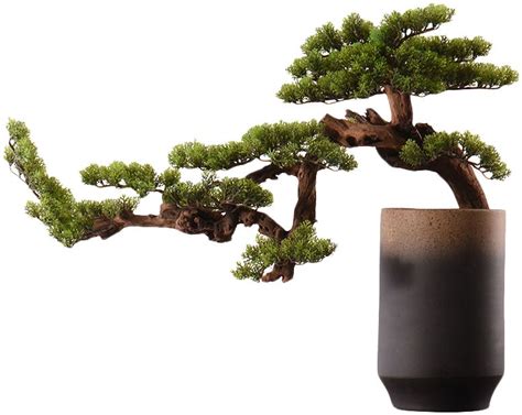 盆景迎客松图片