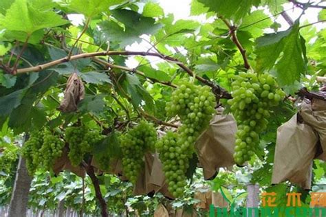 怎么种植葡萄，附葡萄的生长习性 - 农敢网