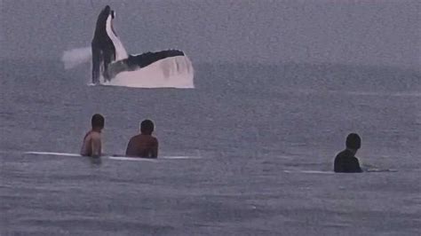 鲸鱼搁浅为什么会死 世界上最孤独的鲸鱼叫什么名字_知秀网