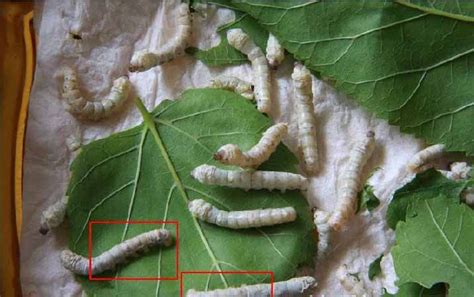 蚕吃什么叶子（家蚕饲养指南） – 碳资讯
