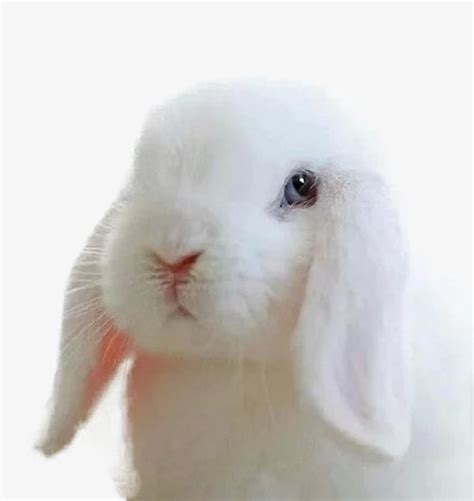 白色粉嫩的垂耳兔_高清PNG透明图片PIC设计素材_墨鱼部落格