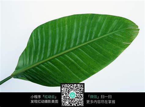芭蕉叶大全图片