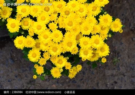木菊花图片