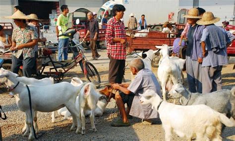 中国“羊”的文化