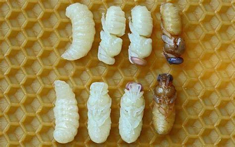 马蜂窝价格多少钱一斤？ - 胡蜂 - 酷蜜蜂