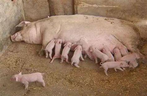【养猪小课堂】母猪正常的产程是多长时间？_小时