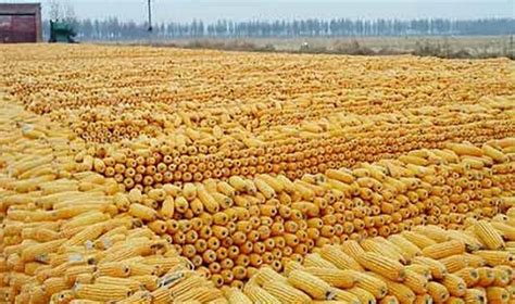东北地区玉米收购量突破600万吨 价格平稳 - 财经新闻 - 中国网•东海资讯