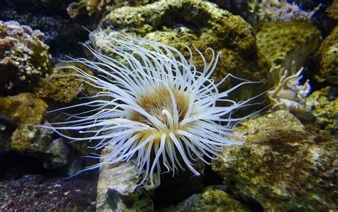 世界上最厉害的毒素海洋生物——海葵 - 救救大自然环保节能网