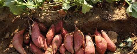 红薯插苗方法 - 农村网