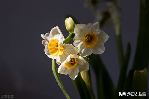 有关水仙花的诗句六首：借水开花亦自奇，只比寒梅无好枝 | 说明书网
