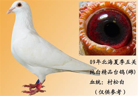 阳台鸽非主流头像大全