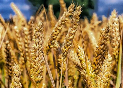 小麦,粮食,谷物高清图库素材免费下载(图片编号:6301398)-六图网
