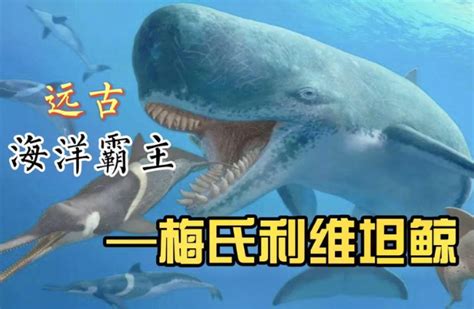 史上最凶的鲸，龙王鲸榜上有名，幸亏早已灭绝！|梅尔维尔鲸|龙王|灭绝_新浪新闻