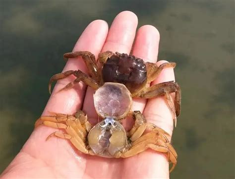 【死的螃蟹能吃吗】【图】死的螃蟹能吃吗 教你如何挑选好的螃蟹_伊秀健康|yxlady.com